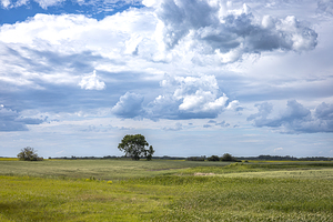 Lone Tree and Cloudy Sky