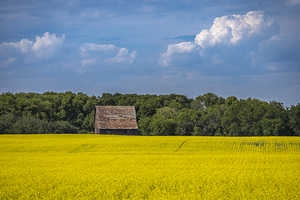 Old Barn and Canola Field