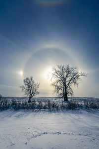 Sundogs Behind Lone Trees