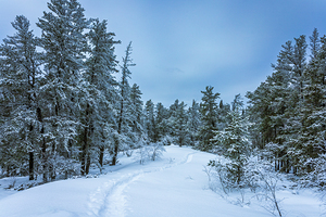 Winter on Hanson Creek Trail