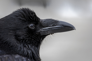 Raven Profile