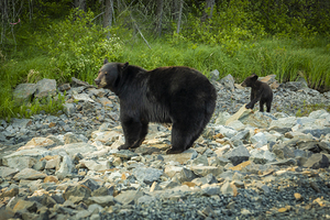Mama Bear and its Cub