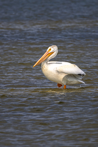 Pelican Contemplation