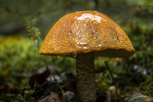 Mushroom after the rain