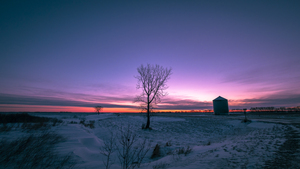 Lone Trees and Grain Bin