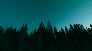 Boreal Silhouette