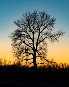 Lone Tree at Dusk