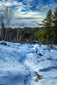 Winter Trail