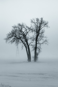 Lone Tree in Winter Storm