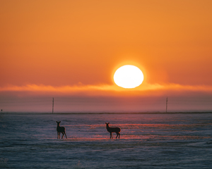 Deer in Sunrise