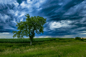 Lone Tree After the Storm