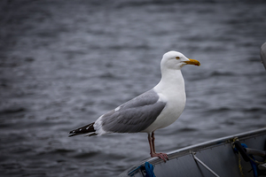 Gull