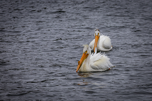 Pelicans