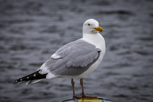 Gull