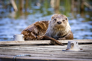 Otter