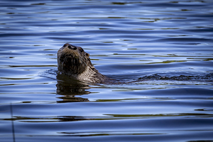 Otter