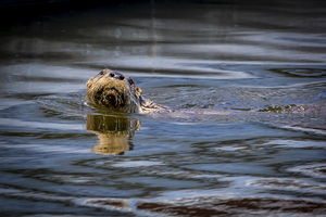 Otter
