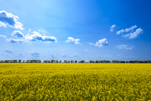 Canola Field