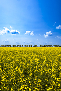 Canola Field
