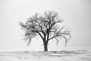 Lone Tree in Snowstorm
