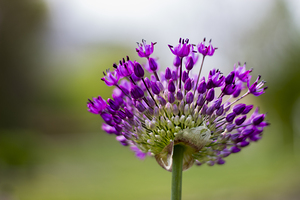 Allium Flower