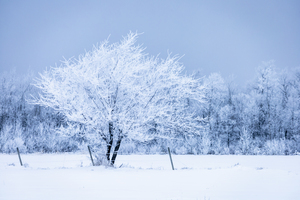 Lone Tree in Hoarfrost