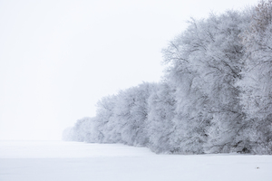 Tree Row in Hoarfrost