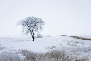Lone Tree in Winter Fog