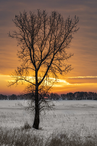 Lone Tree at Sunrise