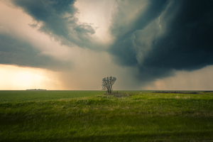Lone Tree and Incoming Storm