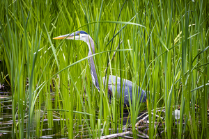 Blue Heron in Tall Grass