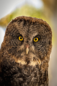 Owls Gaze