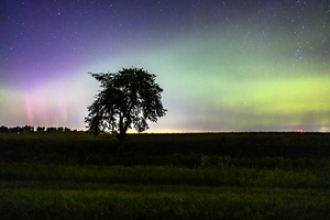 Lone Tree and Northern Lights