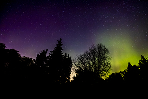 Aurora In the Woods
