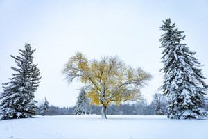 Trees Under the First Snow