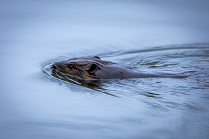 Beaver On still Waters