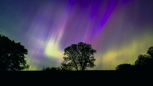 Lone Tree Under Aurora Glow