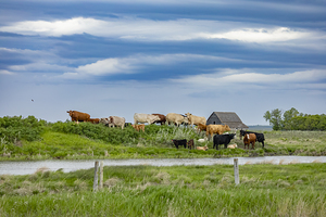Cattle on a Hill