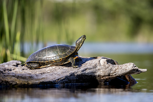 Painted Turtle