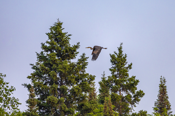 Blue Heron Over the Canopy Print