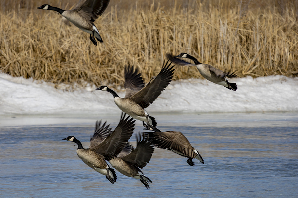Geese in Flight Print