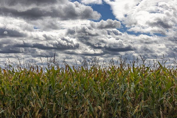 Cornfield Under a Cloudy Day Print