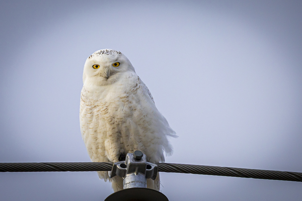 Snowy Owl Print