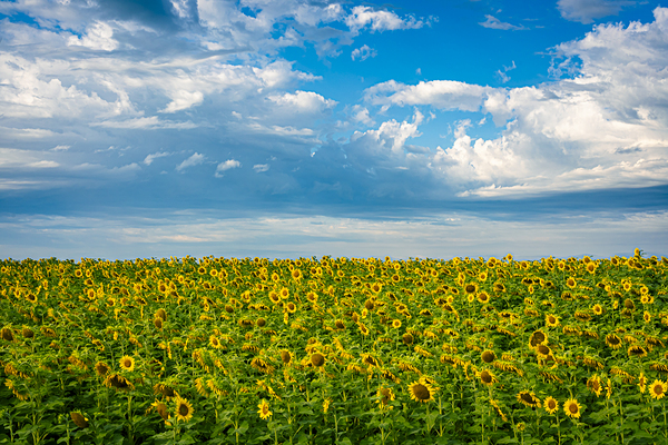 Sunflowers on a Cloudy Day Print