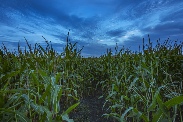 Cornfield at Sunset Print