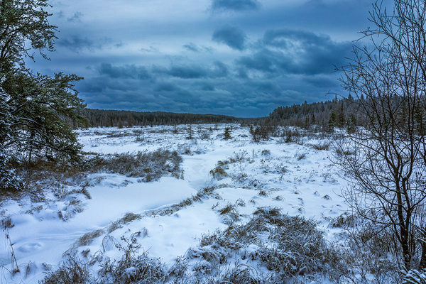 Winter Quietude Print