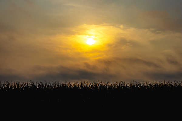 Hazy Sunrise Over Cornfield Print