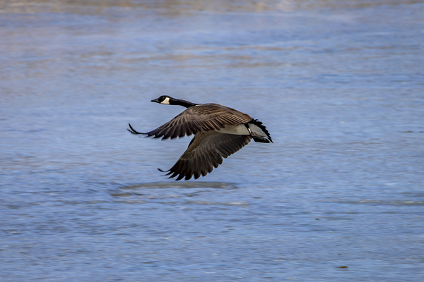 Goose in Flight Print