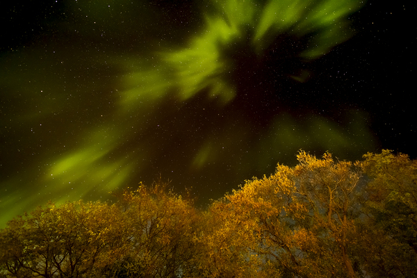 Northern Light Above the Canopy Print