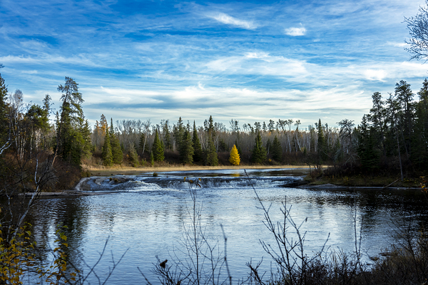 Lone Tamarack Tree Behind the Falls Print